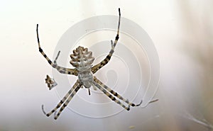 Spider Argiope lobata, Crete