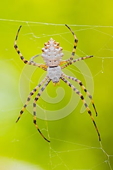Spider Argiope lobata in Paklenica Croatia with green background