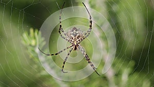 Spider Argiope lobata sits in center of the spiderweb and moves pedipalps