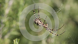 Spider Argiope lobata sits in center of the spiderweb and moves pedipalps