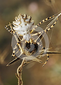 Spider argiope lobed