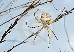 Spider argiope lobed