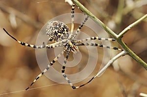 Spider argiope lobed
