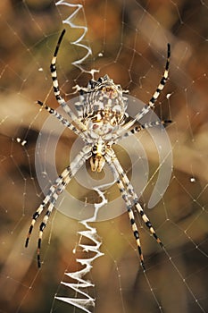 Spider argiope lobed on the web photo
