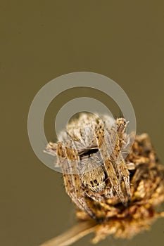 spider on attack position