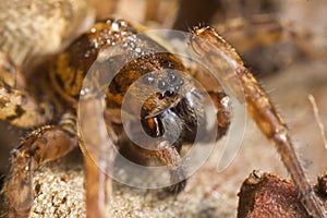 spider on attack position