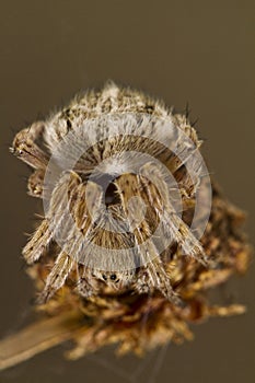 spider on attack position