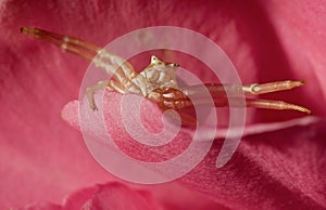 Spider in attack position