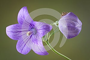 Spider on balloon flower