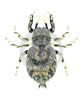 Spider Ballus chalybeius