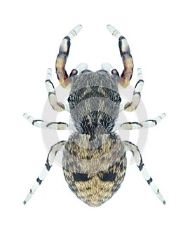 Spider Ballus chalybeius