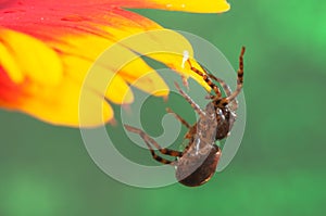 Spider barley hanging on to a flower