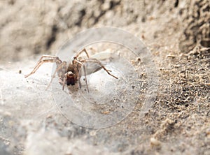 Spider in the basement