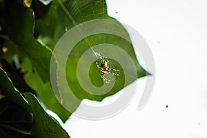 Spider basking in the spring sunshine