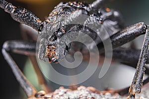 SPIDER with big eyes