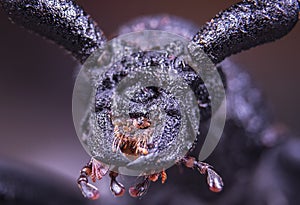 Spider with big eyes