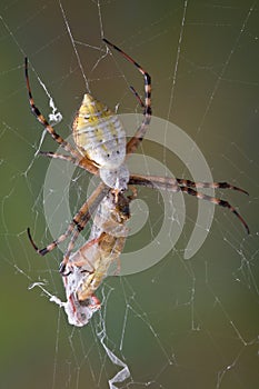 Spider biting hopper in web