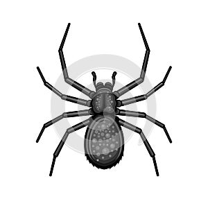 Spider Black Arachnid on White Background. Vector photo