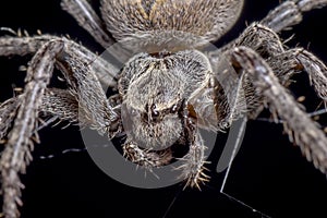 Spider on black background - Nuctenea umbratica