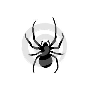 Spider Black Widow. Black bug spider silhouette, isolated white background. Scary Halloween icon, symbol horror, animal