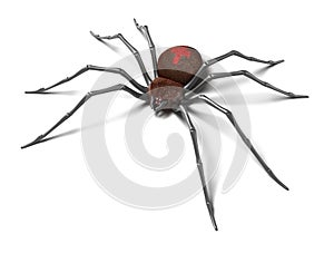 Spider : Black Widow. Isolated on white surface