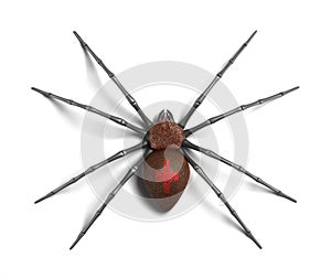 Spider : Black Widow. on white surface