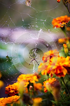 Spider black and yellow color among bright colors.