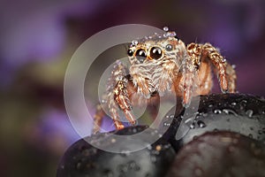 Spider on the blackberry with water drops