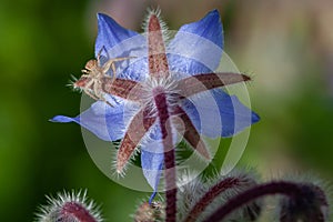 Spider on a blue flower