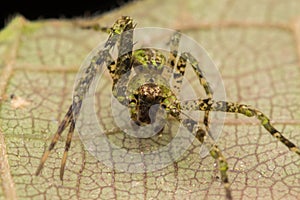 Spider of Borneo , Huntsman Spider