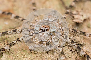 Spider of Borneo , Huntsman Spider