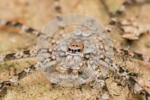 Spider of Borneo , Huntsman Spider