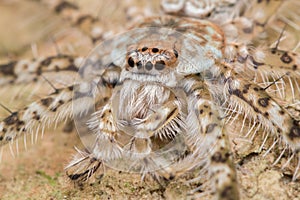 Spider of Borneo , Huntsman Spider