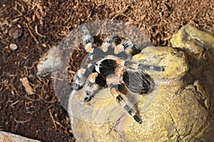 Spider Brachypelma Auratum close up