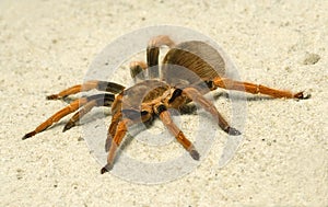 Spider ( Brachypelma boehmei )