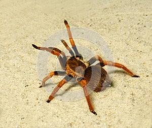 Spider ( Brachypelma boehmei )