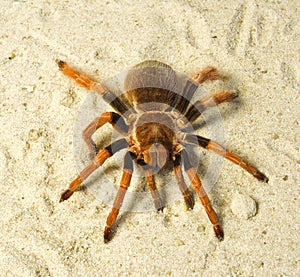 Spider ( Brachypelma boehmei )