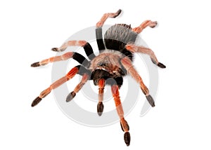 Spider Brachypelma boehmei