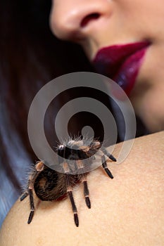 Spider Brachypelma smithi on girl's shoulder