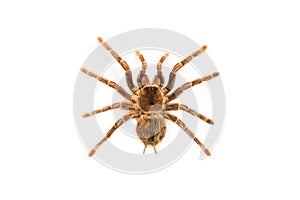 Spider brachypelma smithyisolated