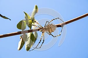 Spider on a branch