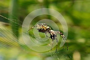 Spider breakfast wasp spider