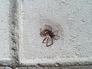 The spider on bricks