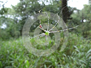 Spider in bright green in its web in Swaziland