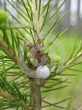 Spider Brings Future Progeny