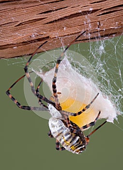 Spider building egg case