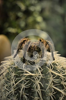 Spider on a cactus