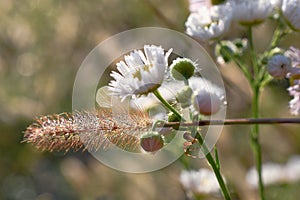The spider, camomile and spikelet in the blurred background