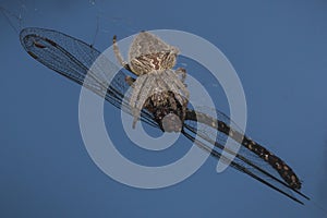 spider capturing a dragonfly on a spider web