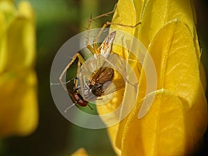 The spider is carrying a fly as its prey on a yellow flower